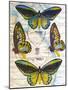 Wood Mount