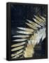 Essential Black