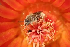 Cactus bees collecting pollen from Hedgehog cactus, USA-John Cancalosi-Photographic Print