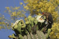 Gila woodpecker feeding on Saguaro blossom nectar, Arizona-John Cancalosi-Photographic Print