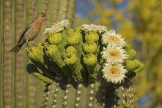 House finch perched on Saguaro cactus in flower, Arizona-John Cancalosi-Photographic Print