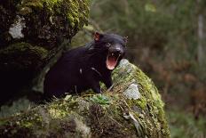 Tasmanian Devil Calling (Sarcophilus Harrisii) Tasmania Australia-John Cancalosi-Photographic Print