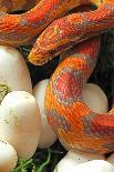 Ultramel Okeetee corn snake, with recently laid eggs-John Cancalosi-Photographic Print