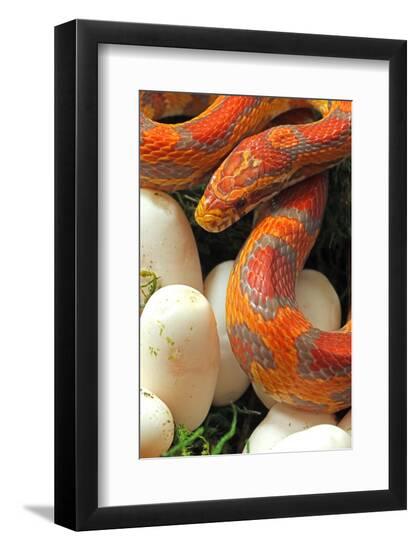 Photographic Print, , large