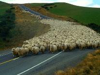 Flock of Sheep in Roadway-John Carnemolla-Photographic Print