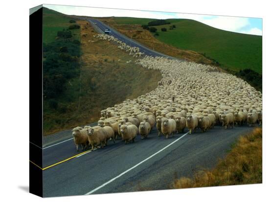 Stretched Canvas Print, , large