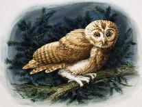 The Tawny Owl, 1970-John Chalkley-Framed Giclee Print