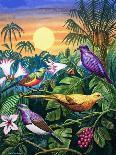 Tropical Sunbirds-John Chalkley-Framed Stretched Canvas