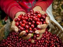 Pickers, Hands Full of Coffee Cherries, Coffee Farm, Slopes of the Santa Volcano, El Salvador-John Coletti-Photographic Print