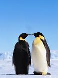 Emperor Penguins Protecting Chick-John Conrad-Photographic Print
