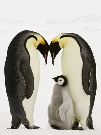 Emperor Penguins Protecting Chick