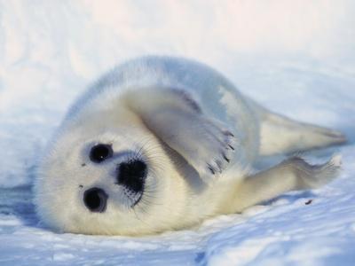 Harp Seal Pup on its Side