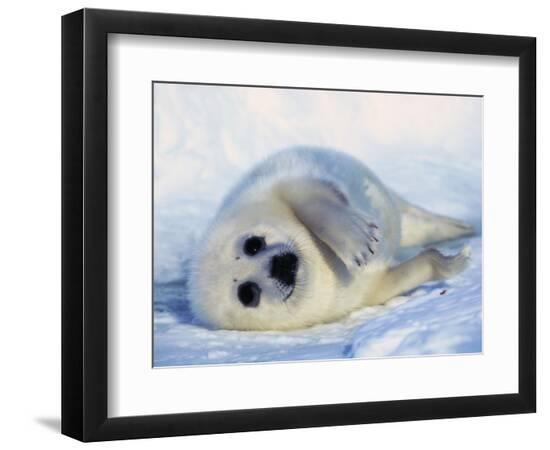 Premium Photographic Print, , large