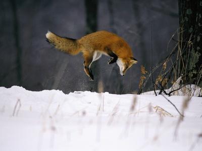 Red Fox Jumping in the Snow