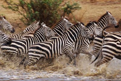 Zebras Running