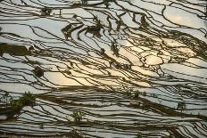 Sunset Reflections over Rice Fields in Yuanyang, China-John Crux-Stretched Canvas