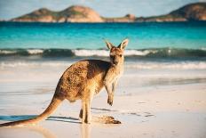 Kangaroo at Lucky Bay in the Cape Le Grand National Park near Esperance, Western Australia-John Crux-Photographic Print