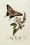 A Scarce Swallow-Tail Butterfly (Iphiclides podalirius) on Pear Blossom (Pyrus communis)-John Curtis-Giclee Print