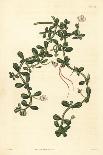 Brahmi or Water Hyssop, Bacopa Monnieri, 1825 (Engraving)-John Curtis-Framed Giclee Print