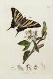 A Scarce Swallow-Tail Butterfly (Iphiclides podalirius) on Pear Blossom (Pyrus communis)-John Curtis-Framed Giclee Print
