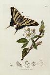 A Scarce Swallow-Tail Butterfly (Iphiclides podalirius) on Pear Blossom (Pyrus communis)-John Curtis-Framed Stretched Canvas