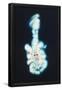 Essential Black