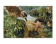 Carmel Coast Otters-John Dawson-Laminated Art Print