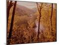 Wood Mount