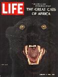 The Great Cats of Africa, Black Leopard, January 6, 1967-John Dominis-Photographic Print