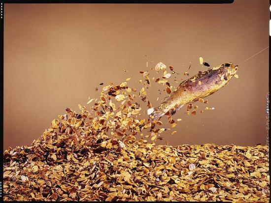 Premium Photographic Print, , large