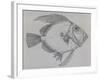 John Dory (Zeus Faber), Drawing-null-Framed Giclee Print