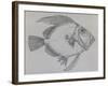 John Dory (Zeus Faber), Drawing-null-Framed Giclee Print