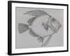 John Dory (Zeus Faber), Drawing-null-Framed Giclee Print