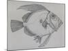 John Dory (Zeus Faber), Drawing-null-Mounted Giclee Print