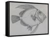 John Dory (Zeus Faber), Drawing-null-Framed Stretched Canvas