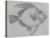 John Dory (Zeus Faber), Drawing-null-Stretched Canvas