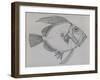 John Dory (Zeus Faber), Drawing-null-Framed Giclee Print