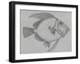 John Dory (Zeus Faber), Drawing-null-Framed Giclee Print