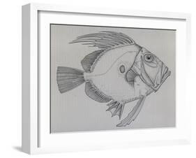 John Dory (Zeus Faber), Drawing-null-Framed Giclee Print