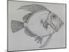 John Dory (Zeus Faber), Drawing-null-Mounted Giclee Print