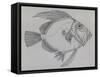 John Dory (Zeus Faber), Drawing-null-Framed Stretched Canvas