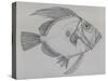 John Dory (Zeus Faber), Drawing-null-Stretched Canvas