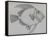 John Dory (Zeus Faber), Drawing-null-Framed Stretched Canvas