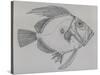 John Dory (Zeus Faber), Drawing-null-Stretched Canvas