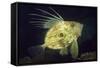 John Dory (Zeus Faber), Porthkerris Cove, Cornwall, England, UK, June-Linda Pitkin-Framed Stretched Canvas