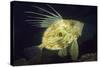 John Dory (Zeus Faber), Porthkerris Cove, Cornwall, England, UK, June-Linda Pitkin-Stretched Canvas