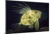 John Dory (Zeus Faber), Porthkerris Cove, Cornwall, England, UK, June-Linda Pitkin-Mounted Premium Photographic Print