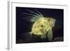 John Dory (Zeus Faber), Porthkerris Cove, Cornwall, England, UK, June-Linda Pitkin-Framed Photographic Print