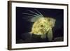 John Dory (Zeus Faber), Porthkerris Cove, Cornwall, England, UK, June-Linda Pitkin-Framed Photographic Print