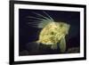 John Dory (Zeus Faber), Porthkerris Cove, Cornwall, England, UK, June-Linda Pitkin-Framed Photographic Print